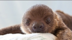 Baby_Sloth