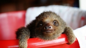 Baby-Sloth