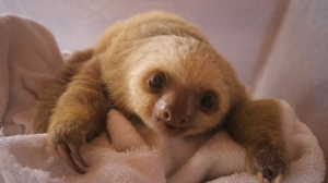 Baby-Sloth