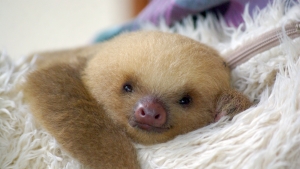 Baby-Sloth